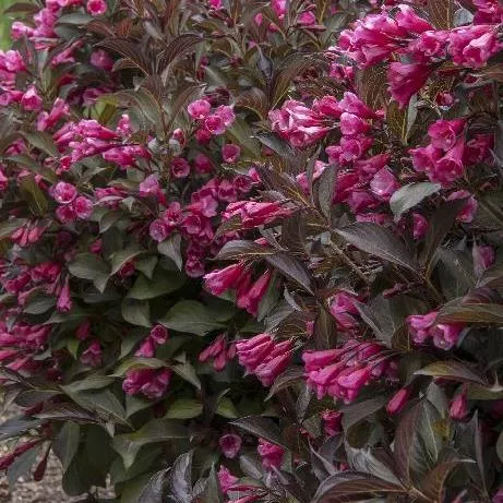 Weigela florida 'Alexandra' ®
