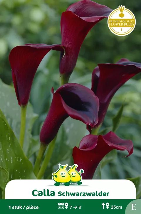 Calla_Zantedeschia Schwarzwalder E