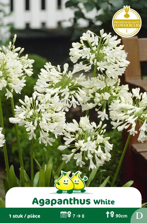 Agapanthus White 1 D
