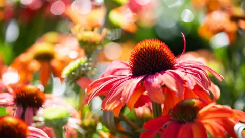 Echinacea