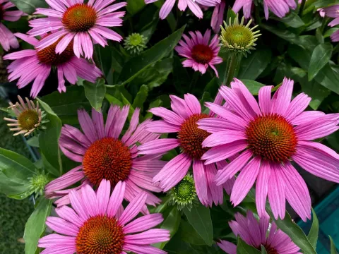 Echinacea pink