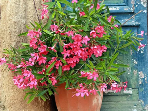Oleander