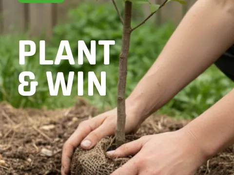 Plant & win