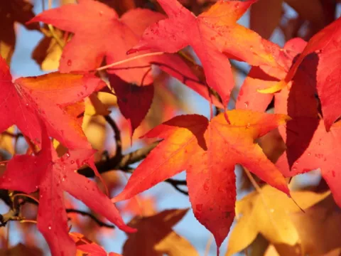 Liquidambar